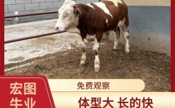 西门塔尔小母牛是啥品种？