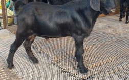 云南适合养什么品种羊？