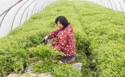 夏天种茼蒿？视频教你关键技术！