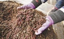 蚯蚓养殖技术MP4如何高效学习应用？