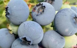 北方蓝莓哪个品种最香甜可口？