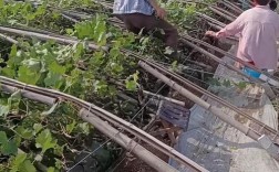 果桑大棚种植技术视频有哪些要点？