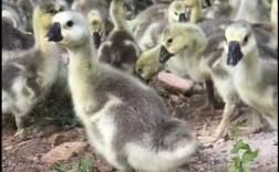 正宗大雁苗哪个品种更优？