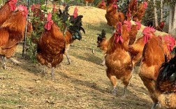 哪些土鸡公品种长得快？