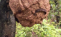 马蜂养殖技术视频怎么学？