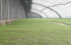 大棚辣椒育苗技术视频，如何掌握关键要点？