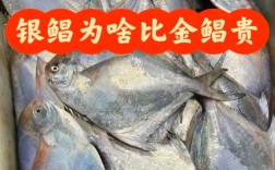 金昌鱼和银昌鱼价格差多少？