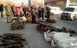 河北昌黎最新毛皮价格