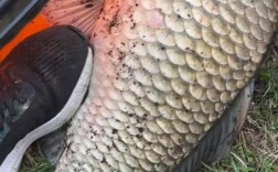 世上最大鲫鱼品种有多大？