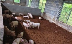 养猪发酵床的技术视频