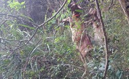 萨能黑山羊养殖技术有哪些要点？