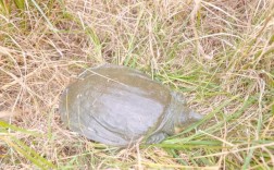 稻田养殖甲鱼技术视频