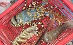 海龙虾价格多少钱一斤？