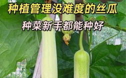 春季种丝瓜，关键技术有哪些？