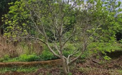 小杨梅树剪枝技术视频怎么剪？