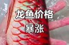 最便宜龙鱼多少钱一条？