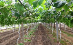 葡萄大棚管理技术有哪些要点？