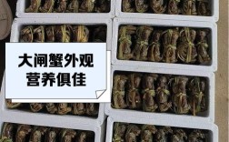 大闸蟹养殖技术如何掌握关键经验？