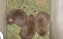 全球最大竹鼠品种是哪种？