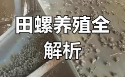 泥鳅田螺养殖技术视频