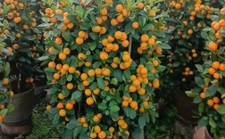 当前什么桔子品种最好种植？