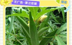 秋葵种植视频，新手必看哪些技术要点？