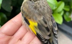 桂花雀养殖技术视频哪里看？