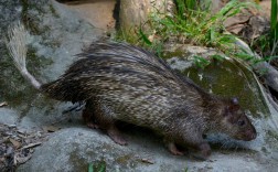 豪猪哪个品种适合养殖？