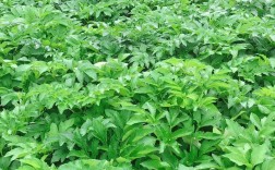 白芷适合哪里种植？关键技术有哪些？