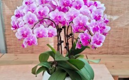 哪些蝴蝶兰品种既好看又好养？