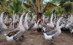 下蛋鹅品种怎么选？高产蛋鹅有哪些？