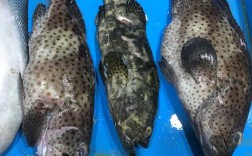 石斑鱼最大品种是哪个？