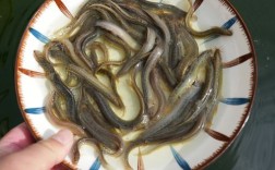 河北人工台湾泥鳅苗品种有何优势？