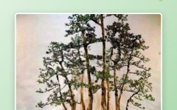 珍珠罗汉松为何如此高贵？