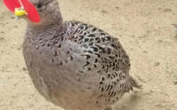 山鸡养殖技术视频教程有哪些要点？