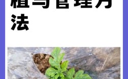 西瓜栽培管理有哪些关键技术要点？