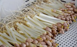 芽苗菜致富技术，在家能轻松赚钱吗？