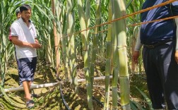 水果甘蔗如何种出高品质？
