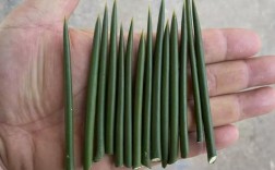 带刺的柚子树是什么品种？