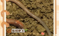 什么蚯蚓品种繁殖最快？