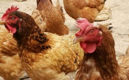 甘肃适合养殖哪些品种鸡？