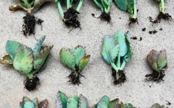 不死鸟为何是最好养的多肉？