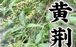 黄金子种植技术要点有哪些？