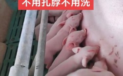 母猪养殖技术视频，新手能学会吗？