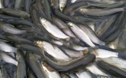 草鱼养殖优选哪些青草品种？