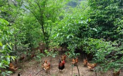 山林放养土鸡，技术要点有哪些？