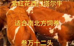 新疆哪种牛品种更优？