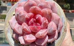 哪些多肉品种最容易冻伤？