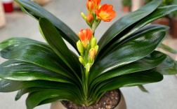 君子兰品种有哪些？附图片吗？