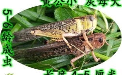 东亚飞蝗养殖技术视频怎么学？